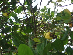Anacardium occidentale