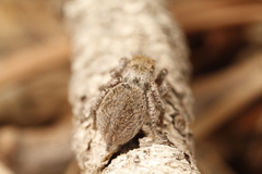Habronattus festus