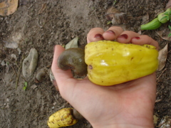 Anacardium occidentale