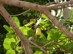 Anacardium occidentale