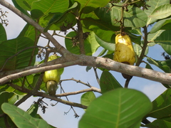 Anacardium occidentale
