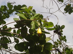 Anacardium occidentale