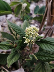 Psychotria erythrocarpa