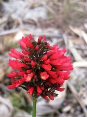 Russelia verticillata