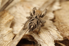 Habronattus festus