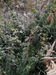 Sageretia elegans