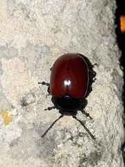 Melasomoptera