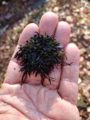 Hygrohypnum