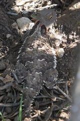 Phrynosoma blainvillii