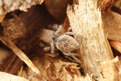 Habronattus festus