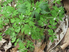 Phacelia ranunculacea