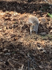 Sciurus carolinensis