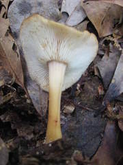 Lentinula raphanica