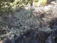 Ceanothus cordulatus