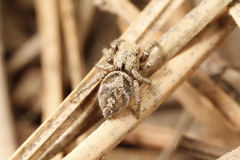 Habronattus festus