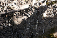 Phrynosoma blainvillii