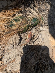 Procambarus steigmani