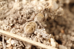 Habronattus festus