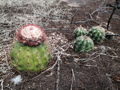 Melocactus curvispinus