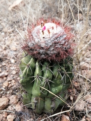 Melocactus curvispinus