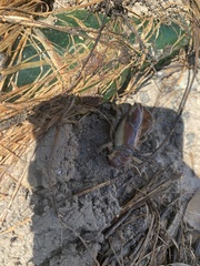 Procambarus steigmani