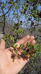 Lindleya mespiloides