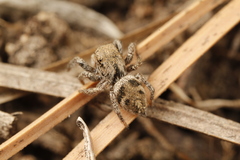Habronattus festus