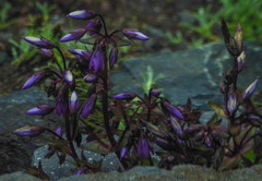 Gentianella rapunculoides