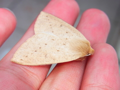 Descoreba simplex
