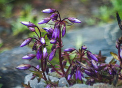 Gentianella rapunculoides
