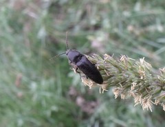 Melanotus tenebrosus