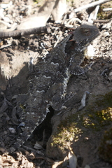 Phrynosoma blainvillii