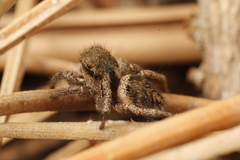 Habronattus festus