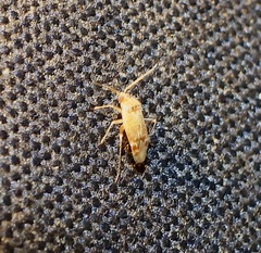 Hamatophylus guttulosus