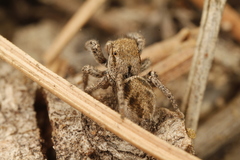 Habronattus festus
