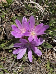 Lewisia brachycalyx