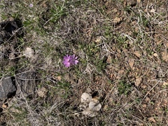 Lewisia brachycalyx