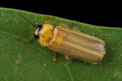 Luciolinae