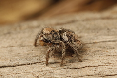 Habronattus festus