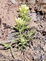 Castilleja xanthotricha