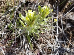 Castilleja xanthotricha