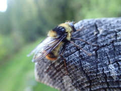 Criorhina caudata