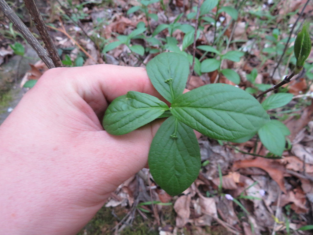 Running Strawberrybush from Jackson County, IL, USA on April 07, 2021