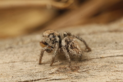Habronattus festus