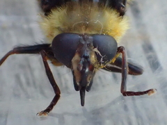 Criorhina caudata