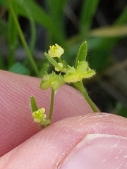 Ranunculus hebecarpus