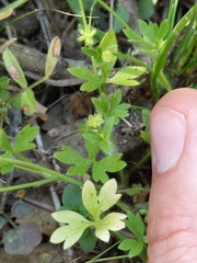 Ranunculus hebecarpus