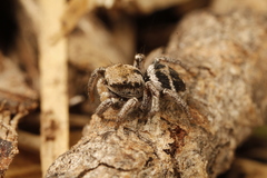 Habronattus festus