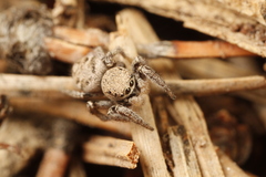 Habronattus festus