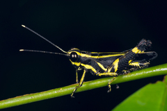 Traulia azureipennis